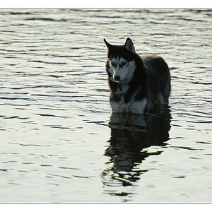 Husky im Gegenlicht