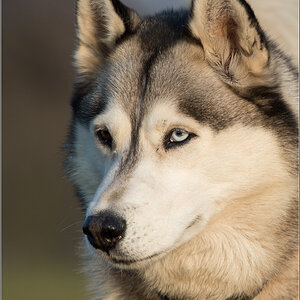 Husky Portrait