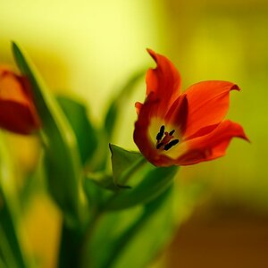 AF-S 85 1.8G an D700