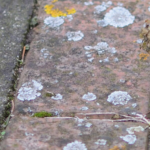 DSC 0848 crop