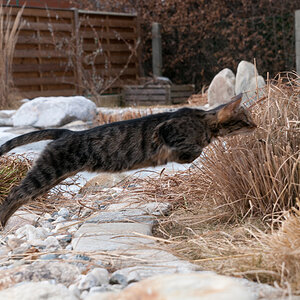 Jagd im Schilf
