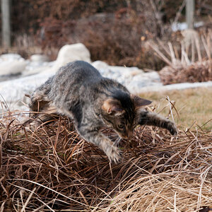 Jagd im Schilf