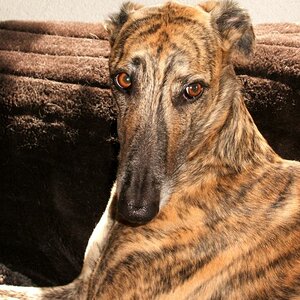 David
Ein Galgo Espanol aus einer Tötungssation in Madrid-jetzt bei mir zuhause