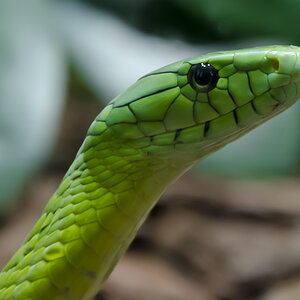 Grüne Mamba