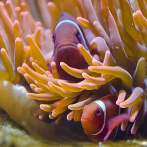 Clownfische in Anemone