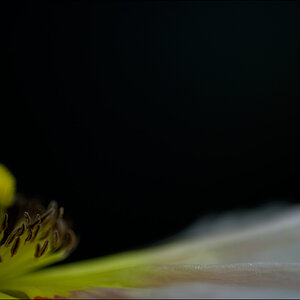 MohnDSC 0125