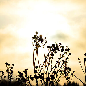 Leicht vereiste Blumen im Gegenlicht
