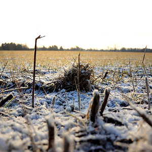 Feld