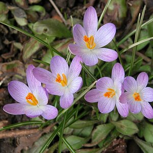 krokus