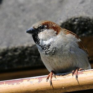 Spatz