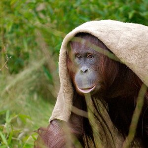Orang Utan