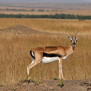 Thomson Gazelle