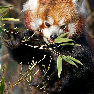 Roter Panda