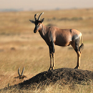 Topi