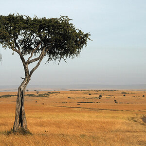 Landschaft