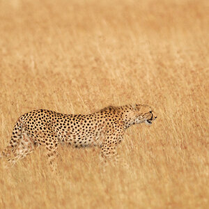 Gepard