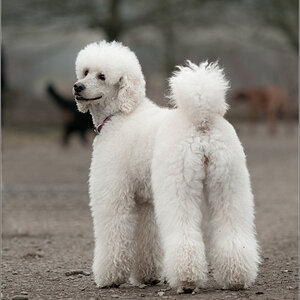 Pudel2