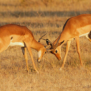 Impalas