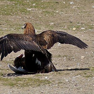 adler und gans 2w