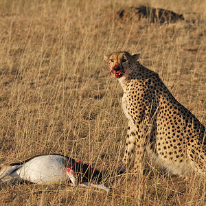 Gepard mit Beute