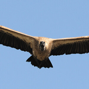 Gänsegeier im Flug