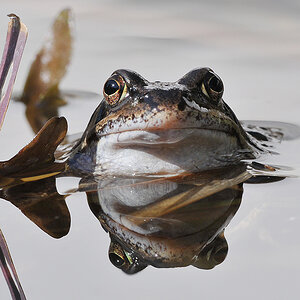 Grasfrosch