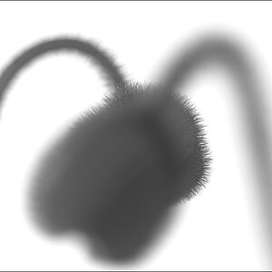 HerzDSC 4957