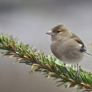 DSC 2309 Buchfink-Weibchen