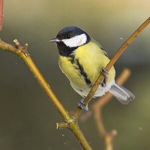 20120208 D7000 Vogelansitz DSC5773 NF