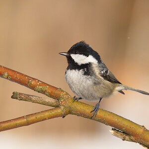 20120208 D7000 Vogelansitz DSC5681 NF