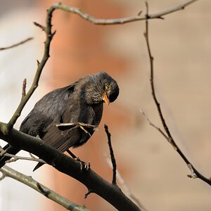 ergreifend -
Amsel