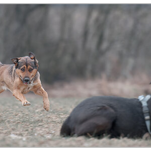 Mrvi will spielen