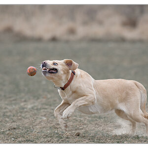 Sina am Ball