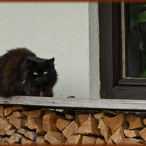 DSC 9934 bea
"Edele" Bauernkatze in Feilnbach