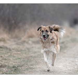 Bambi im Februar 12