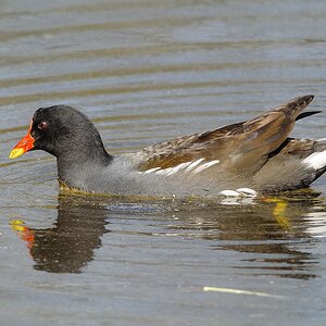 20120323 4509 [NIKON 1 V1] 500 mm,1 400 Sek. bei ƒ   6,3