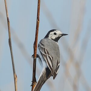 20120321 4324 [NIKON 1 V1] 420 mm,1 400 Sek. bei ƒ   5,6