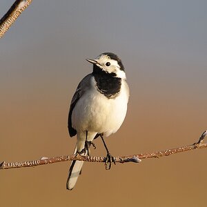 20120323 4309 [NIKON 1 V1] 500 mm,1 250 Sek. bei ƒ   8,0