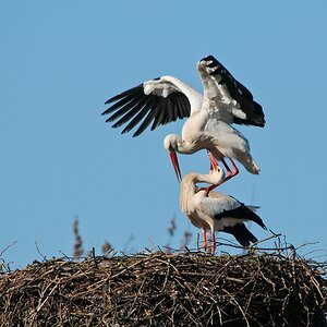 Störche 2012.3