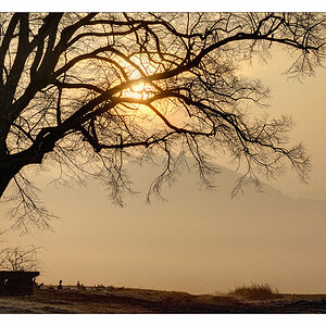 Sonnenaufgang unter der Linde a27272480