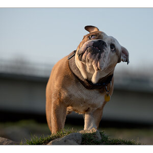 Bulldog 1