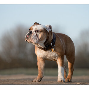 Bulldog 2