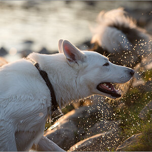 weißer Schäferhund