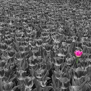 Tulpen