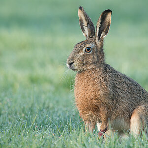 Hase1