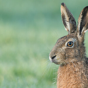 Hase2