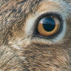 Hase3