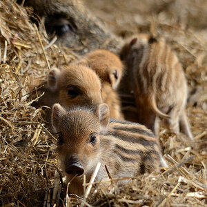 Schweinchen04