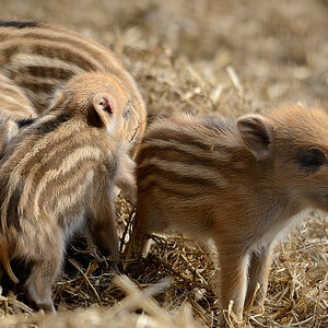 Schweinchen05