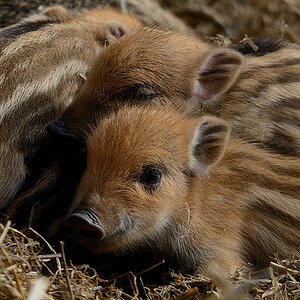 Schweinchen06